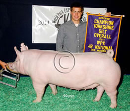 York Gilts